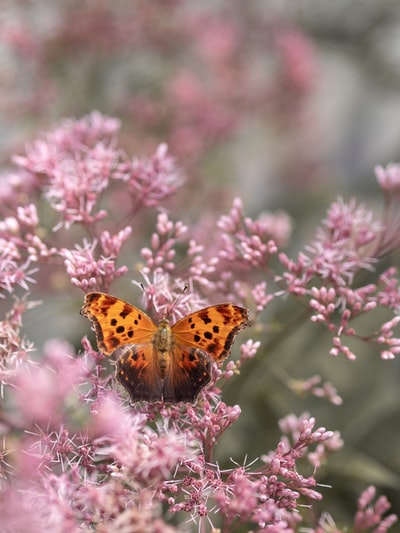 棕色和黑色的蝴蝶栖息在粉红色的花上